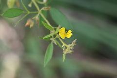 Rhynchosia cana